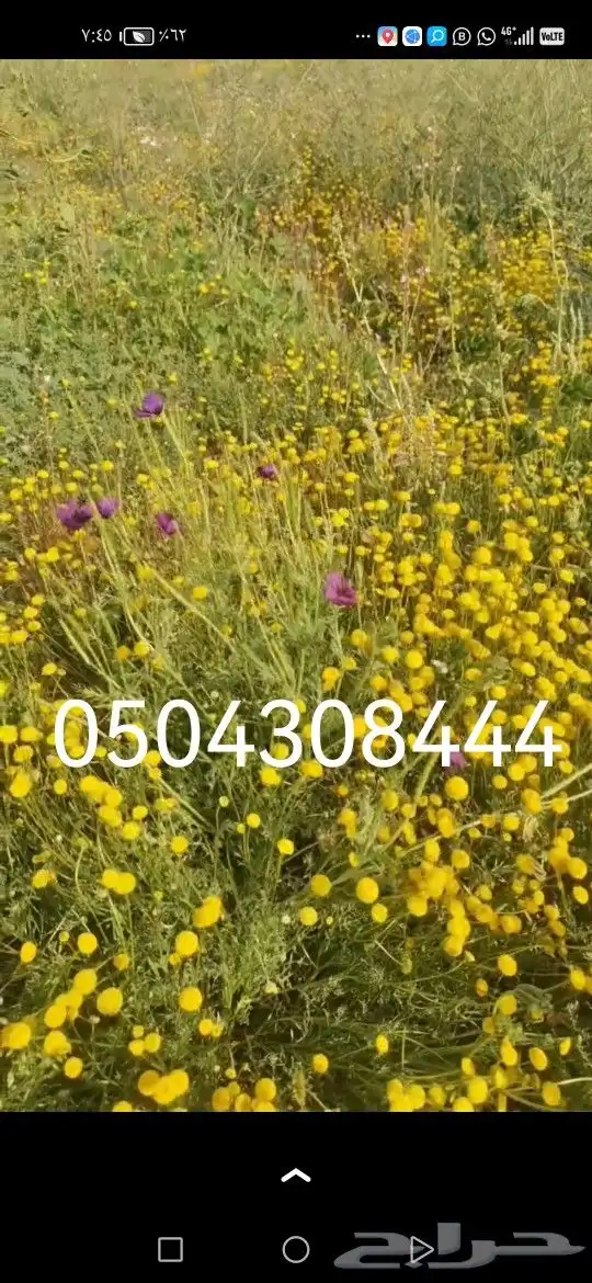 بذور برية بالجملة والتفريد 0
