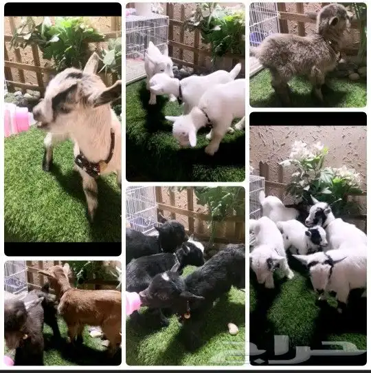 صغار الماعز القزمي جميع الاوان مع ملحقاتهم 0