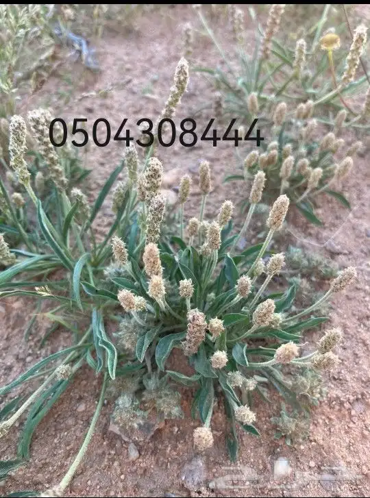 بذور برية بالجملة والتفريد 2