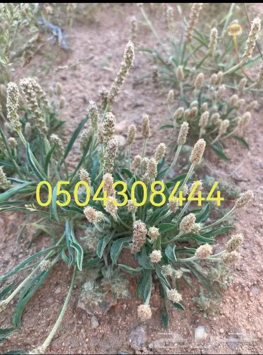 بذور برية بالجملة والتفريد 5