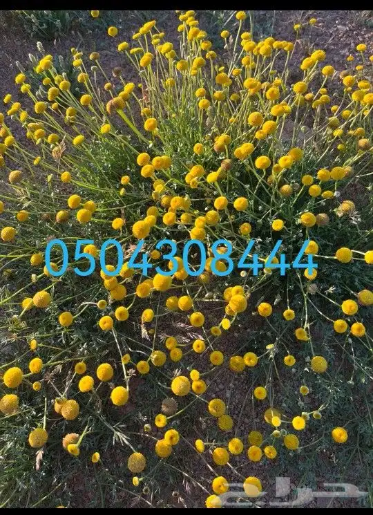 بذور برية بالجملة والتفريد 4