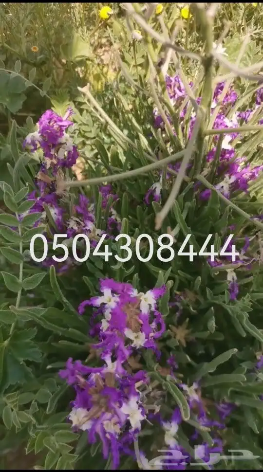 بذور برية بالجملة والتفريد 3