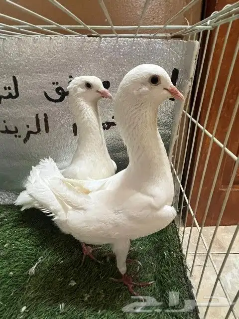 حمام مالتيز 1