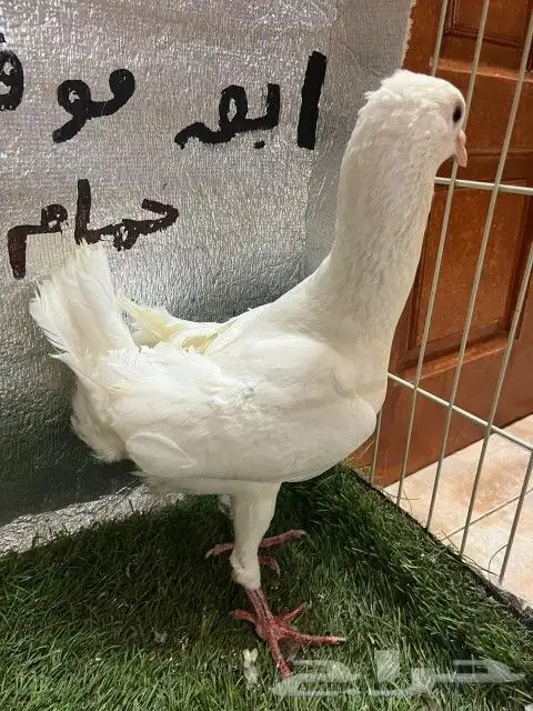 حمام مالتيز 7