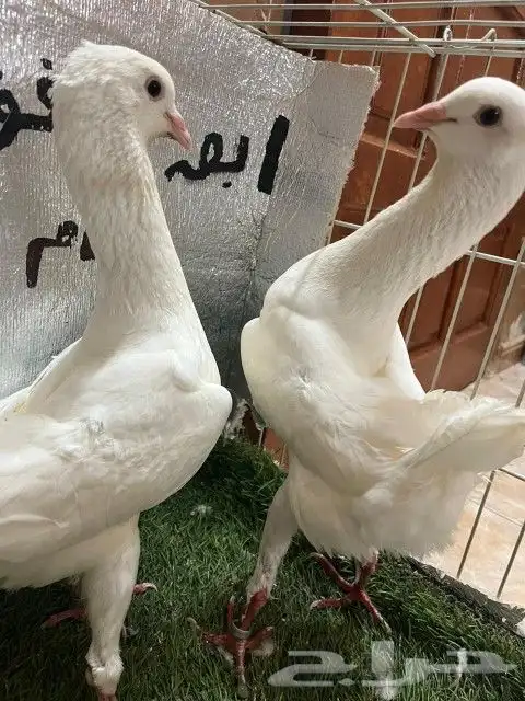 حمام مالتيز 13