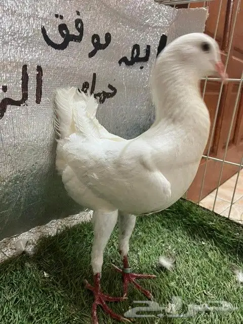 حمام مالتيز 11
