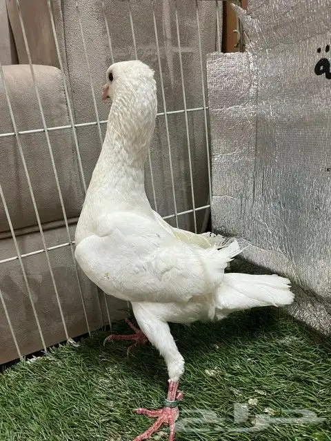 حمام مالتيز 8