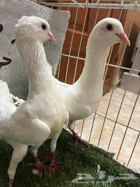 حمام مالتيز 10