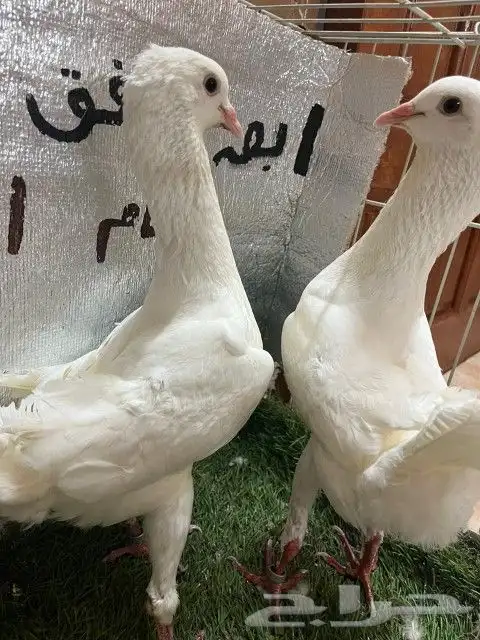 حمام مالتيز 9