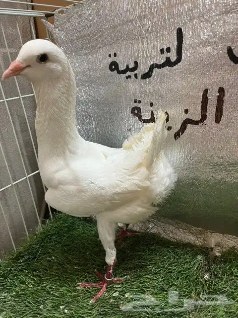 حمام مالتيز 12