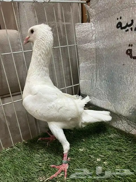 حمام مالتيز 6