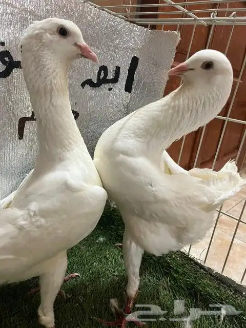 حمام مالتيز 0