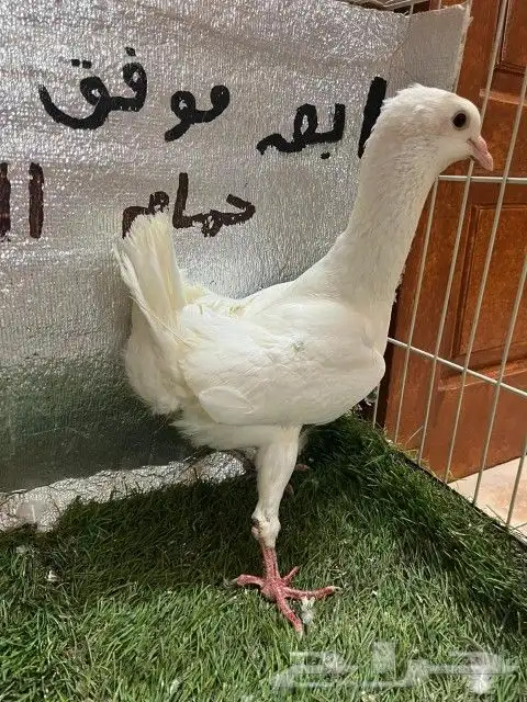 حمام مالتيز 3