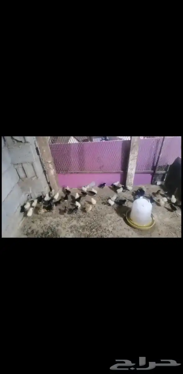 صيصان دجاج تركي () 12