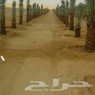 توريد اشجار زيتون نخل عربي وواشنطني وتركيب الشبوك 22