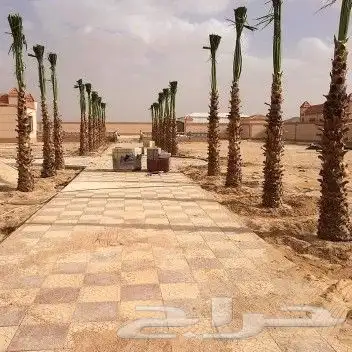 توريد اشجار زيتون نخل عربي وواشنطني وتركيب الشبوك 24