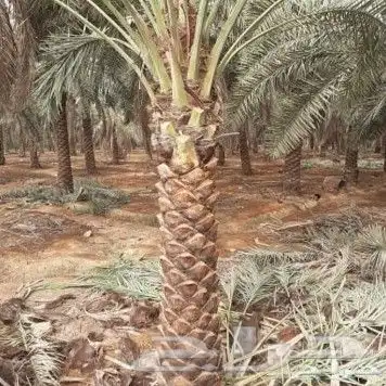 توريد اشجار زيتون نخل عربي وواشنطني وتركيب الشبوك 25