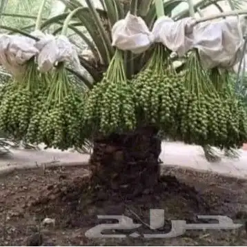 توريد اشجار زيتون نخل عربي وواشنطني وتركيب الشبوك 23