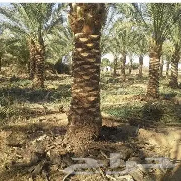 توريد اشجار زيتون نخل عربي وواشنطني وتركيب الشبوك 21