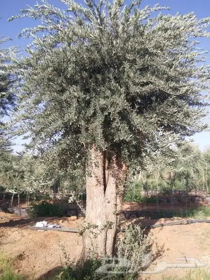 توريد اشجار زيتون نخل عربي وواشنطني وتركيب الشبوك 17