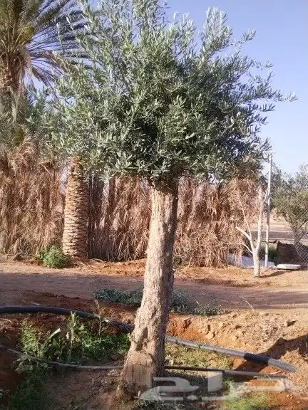 توريد اشجار زيتون نخل عربي وواشنطني وتركيب الشبوك 11