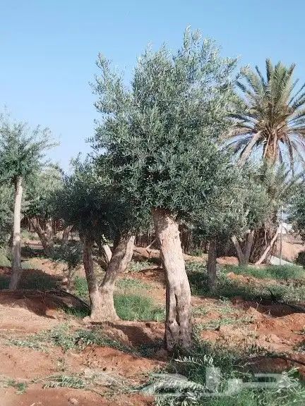 توريد اشجار زيتون نخل عربي وواشنطني وتركيب الشبوك 8
