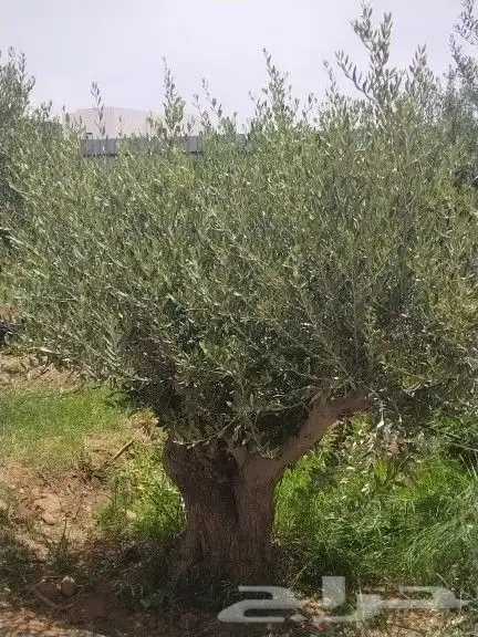 توريد اشجار زيتون نخل عربي وواشنطني وتركيب الشبوك 5