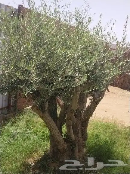 توريد اشجار زيتون نخل عربي وواشنطني وتركيب الشبوك 1