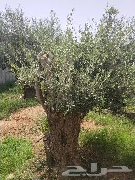 توريد اشجار زيتون نخل عربي وواشنطني وتركيب الشبوك 3