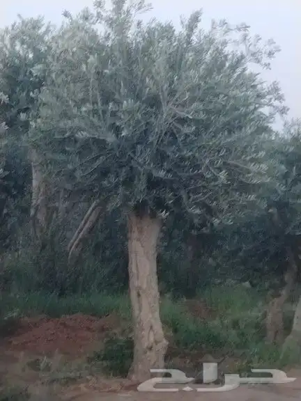 توريد اشجار زيتون نخل عربي وواشنطني وتركيب الشبوك 16