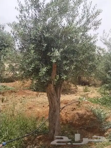 توريد اشجار زيتون نخل عربي وواشنطني وتركيب الشبوك 19