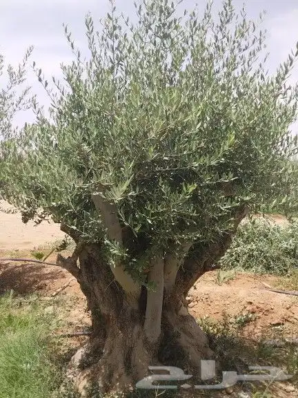 توريد اشجار زيتون نخل عربي وواشنطني وتركيب الشبوك 2