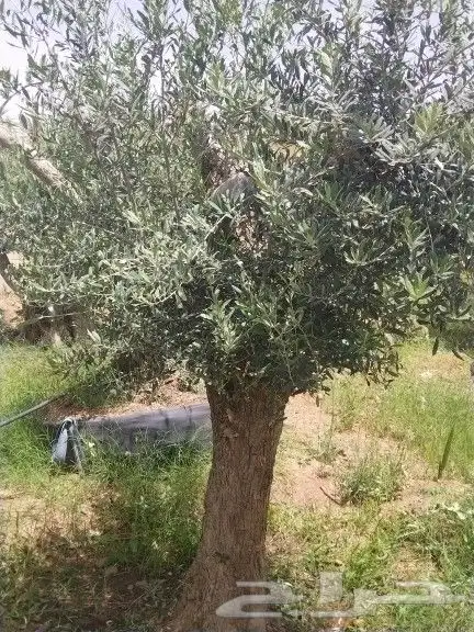 توريد اشجار زيتون نخل عربي وواشنطني وتركيب الشبوك 0