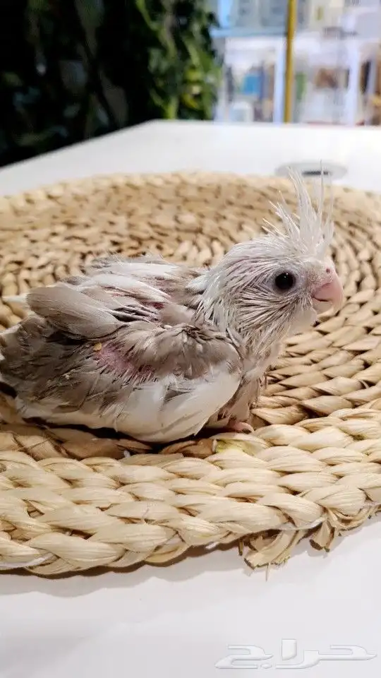 فروخ كروانات هولندي تم البيع 0