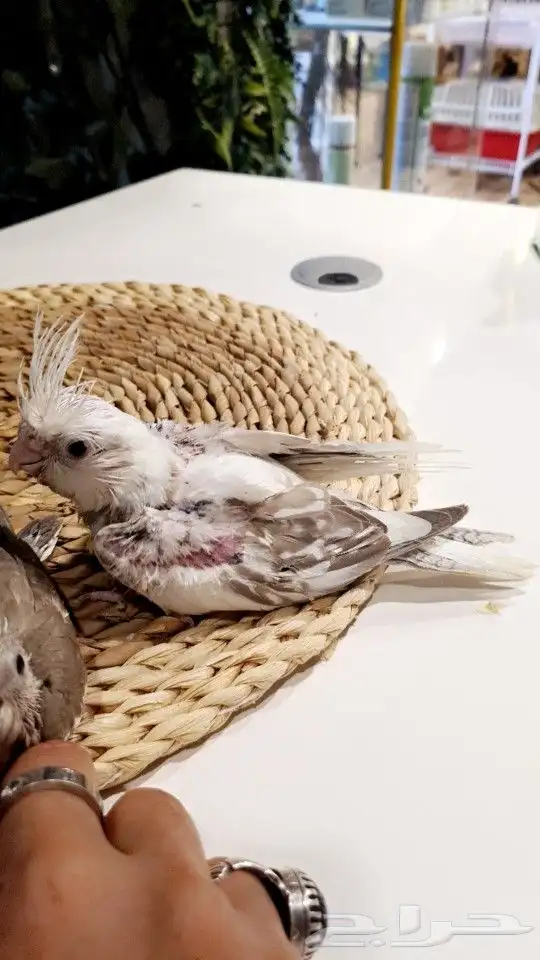 فروخ كروانات هولندي تم البيع 3