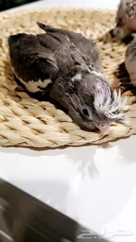 فروخ كروانات هولندي تم البيع 1