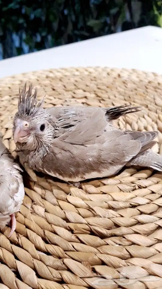 فروخ كروانات هولندي تم البيع 2