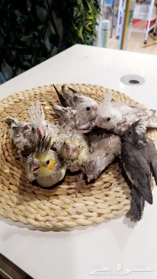 فروخ كروانات هولندي تم البيع 6