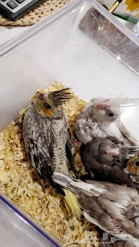 فروخ كروانات هولندي تم البيع 4