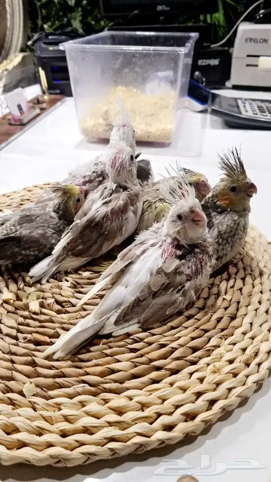 فروخ كروانات هولندي تم البيع 5