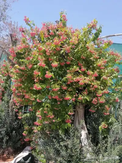 تنسيق حدائق وشلالات 2