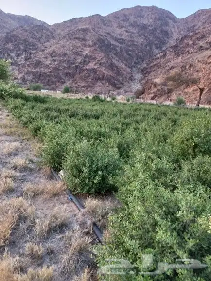 حناء منطقة المدينه فاخر مطحون 1
