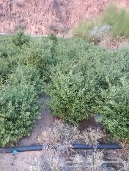 حناء منطقة المدينه فاخر مطحون 2