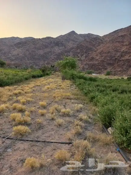 حناء منطقة المدينه فاخر مطحون 3