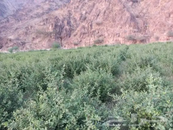 حناء منطقة المدينه فاخر مطحون 6