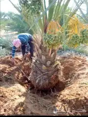 تكريب النخيل 1 6