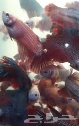 انثى سمك فايتر لحق ع الزين كمية محدوده 6