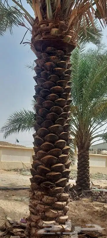 تكريب النخيل 1 7