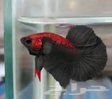 انثى سمك فايتر لحق ع الزين كمية محدوده 0