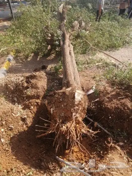 تكريب النخيل 1 8